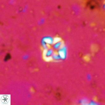 Micula decussata VR 20925