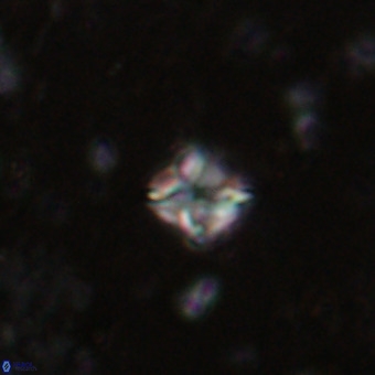Micula decussata VR 20927