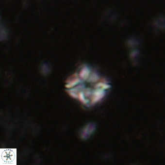 Micula decussata VR 20927