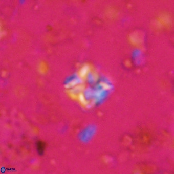 Micula decussata VR 20928