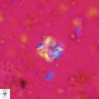 Micula decussata VR 20928
