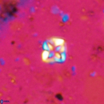 Micula decussata VR 20929