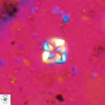 Micula decussata VR 20929