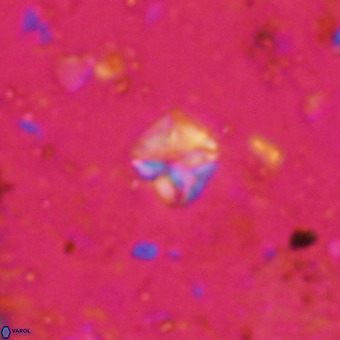 Micula decussata VR 20934