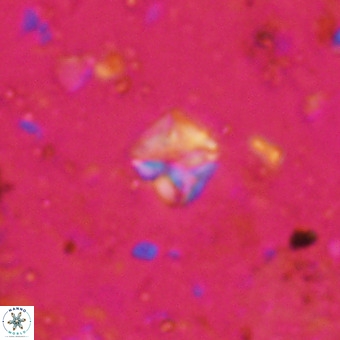 Micula decussata VR 20934