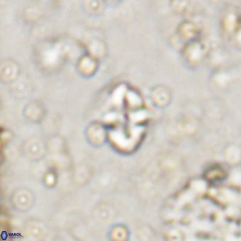 Micula decussata VR 20935