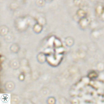 Micula decussata VR 20935