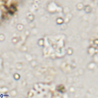 Micula decussata VR 20937
