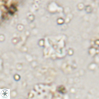 Micula decussata VR 20937