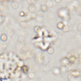 Micula decussata VR 20938