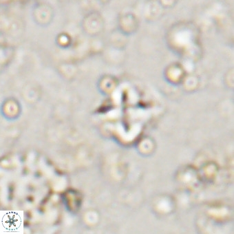 Micula decussata VR 20938