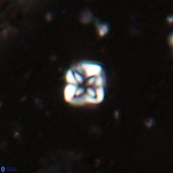 Micula decussata VR 20930