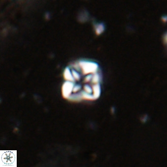 Micula decussata VR 20930