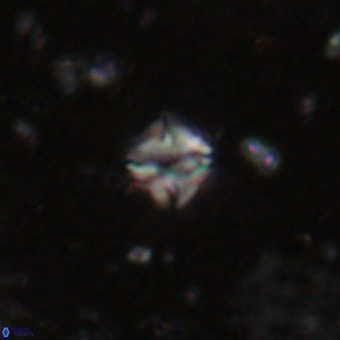 Micula decussata VR 20933