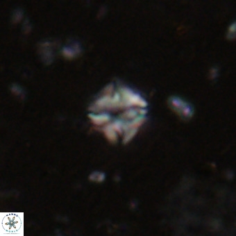 Micula decussata VR 20933