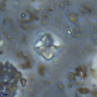 Micula decussata VR 20945