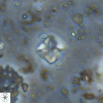 Micula decussata VR 20945
