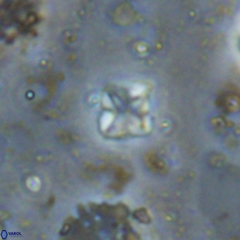 Micula decussata VR 20946