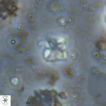 Micula decussata VR 20946