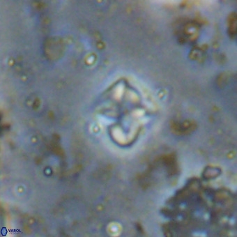 Micula decussata VR 20948
