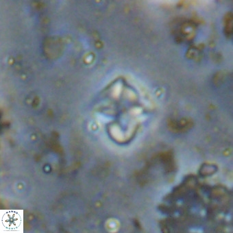Micula decussata VR 20948