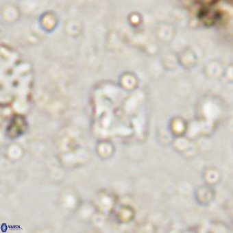 Micula decussata VR 20940