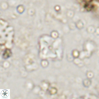 Micula decussata VR 20940