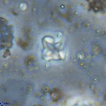 Micula decussata VR 20943