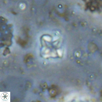 Micula decussata VR 20943