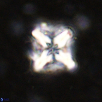 Micula decussata VR 21314