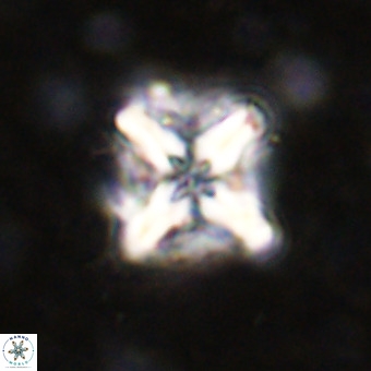 Micula decussata VR 21314