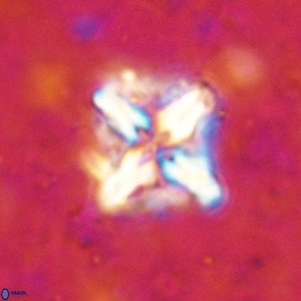 Micula decussata VR 21315