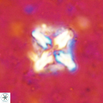 Micula decussata VR 21315