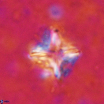 Micula decussata VR 21316