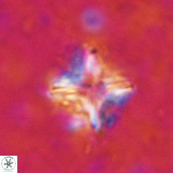 Micula decussata VR 21316