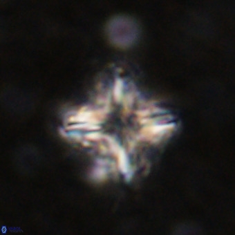 Micula decussata VR 21317