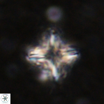 Micula decussata VR 21317