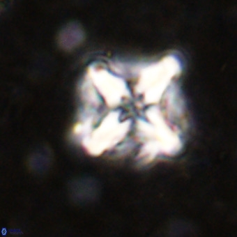 Micula decussata VR 21318