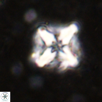 Micula decussata VR 21318