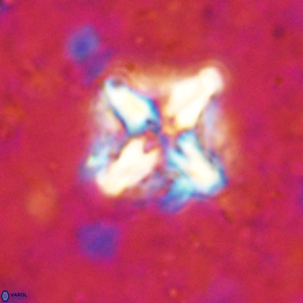 Micula decussata VR 21319