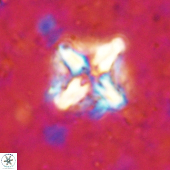 Micula decussata VR 21319