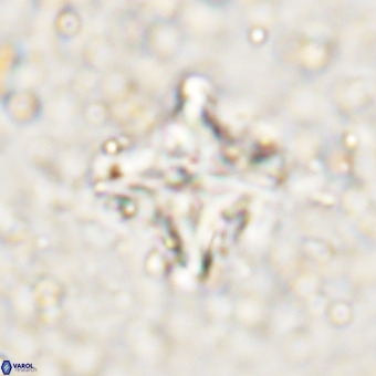 Micula decussata VR 21324