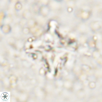 Micula decussata VR 21324