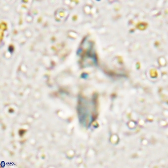 Micula decussata VR 21325