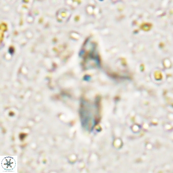 Micula decussata VR 21325