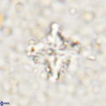 Micula decussata VR 21326