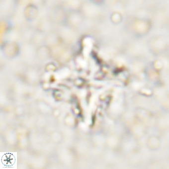 Micula decussata VR 21326