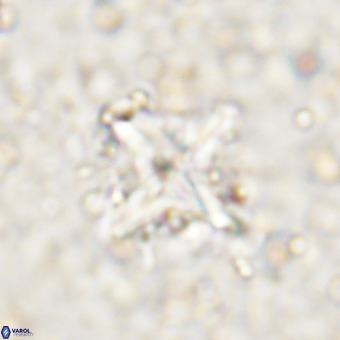 Micula decussata VR 21327