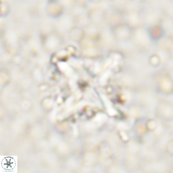 Micula decussata VR 21327