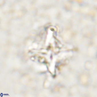 Micula decussata VR 21328